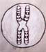 Chromosome icon #10 - Icône chromosome #10