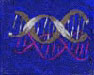 Genomic composition #24 - Composition génomique #24