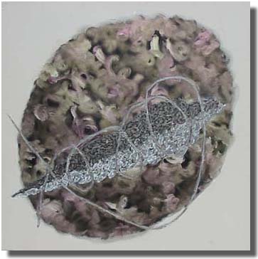 Neolithic DNA #7 - ADN n&eacute;olithique #7